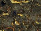 Kuiper Belt 2